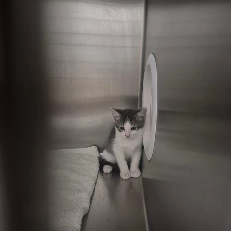 A baby small-sized male Gray / Blue / Silver Domestic Short Hair cat named Iepastray_ for adoption in Upland, CA