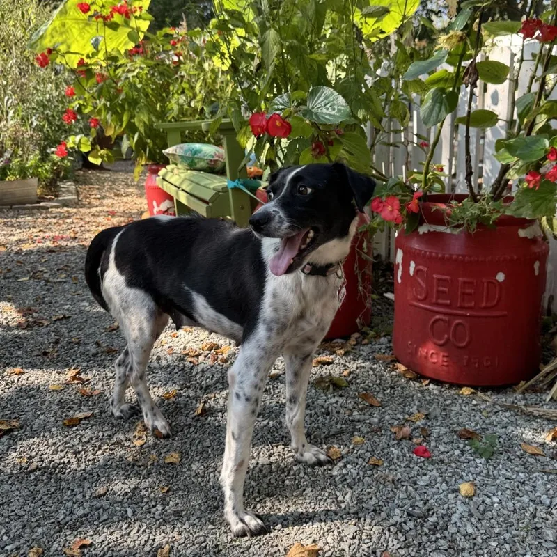 A young medium-sized female Black Pointer dog named Bethany for adoption in Wake Forest, NC