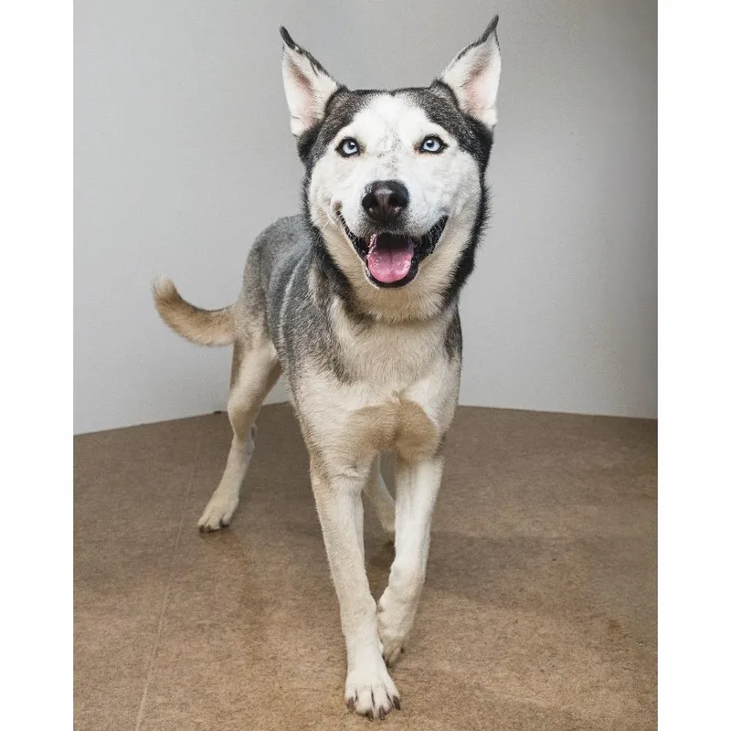 An adult medium-sized male Gray / Blue / Silver Siberian Husky dog named Asher for adoption in Palm Springs, CA