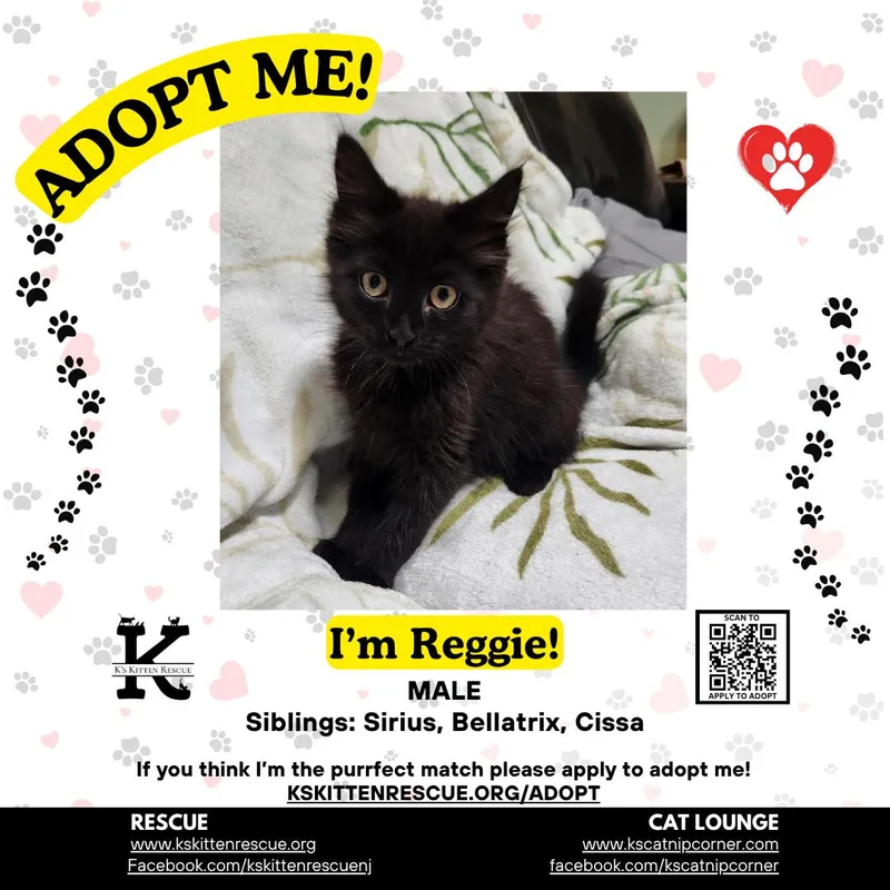 A baby medium-sized male Black Domestic Short Hair cat named Reggie for adoption in Brick, NJ