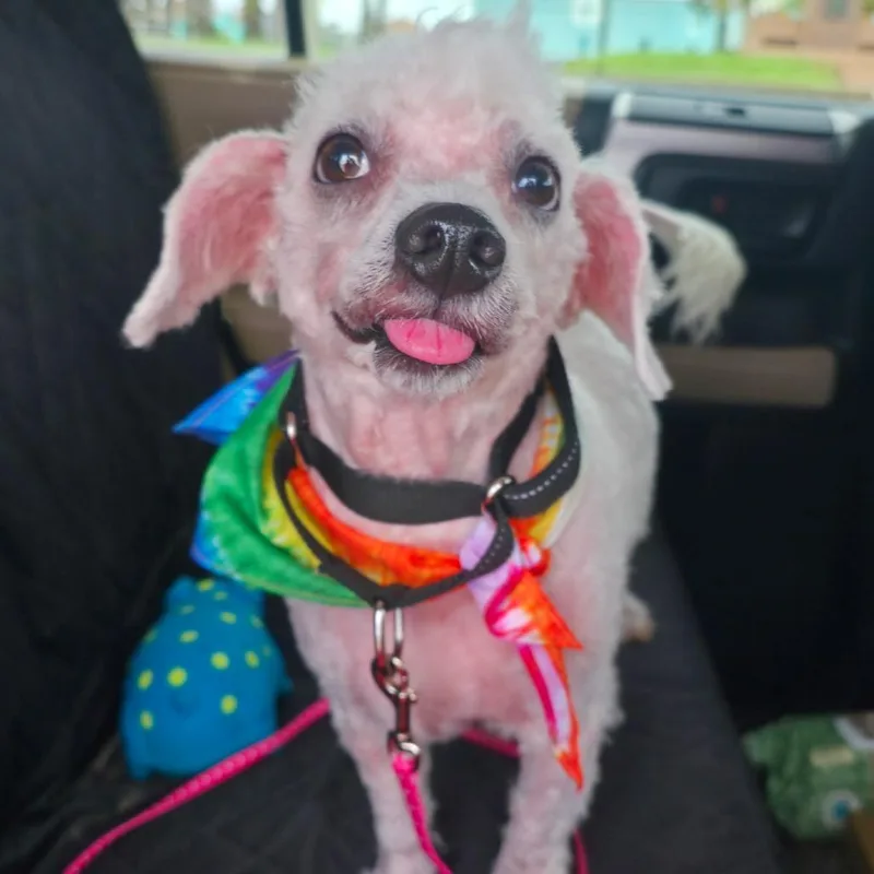 A senior small-sized male White / Cream Poodle dog named Baxter for adoption in Galveston, TX