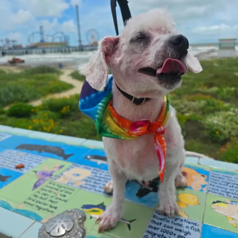 Baxter thumbnail 4