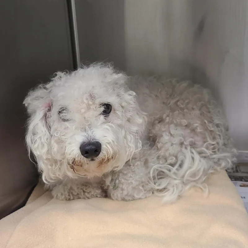 Baxter thumbnail 5