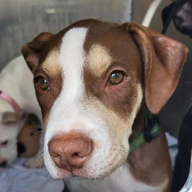 A baby small-sized male American Staffordshire Terrier dog named Mr. Werthers for adoption in San Antonio, TX