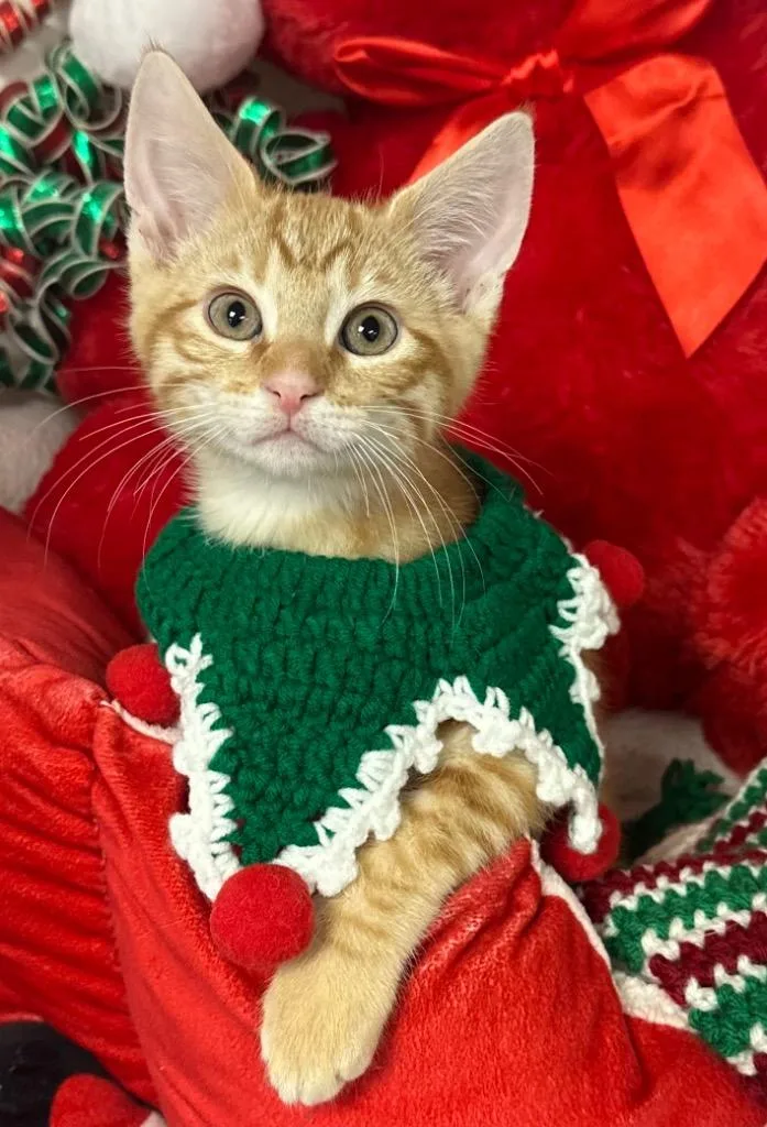A baby small-sized male Domestic Short Hair cat named Donnie for adoption in Stillwater, OK