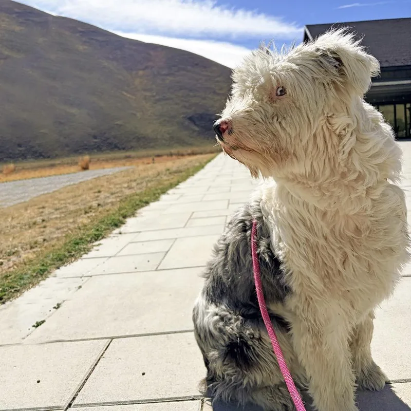 An adult medium-sized female Mixed Breed dog named Petunia for adoption in Hailey, ID