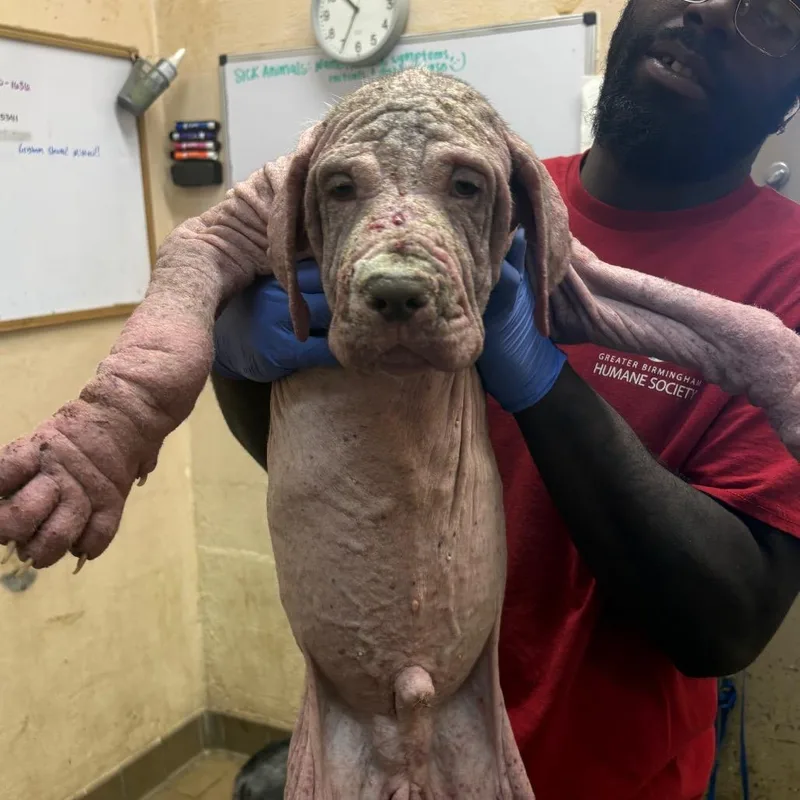 A young medium-sized male Brown / Chocolate Hound dog named Casey for adoption in Washington, DC