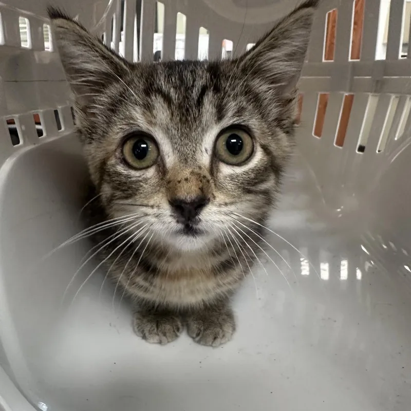 A baby small-sized female Gray / Blue / Silver Domestic Short Hair cat named Maranta for adoption in Hamilton, GA