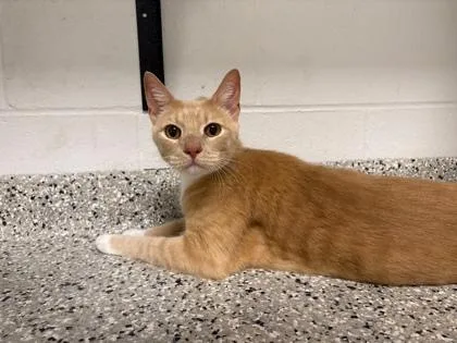 An adult large-sized male Buff / Tan / Fawn Domestic Short Hair cat named Dexter for adoption in Kansas City, MO