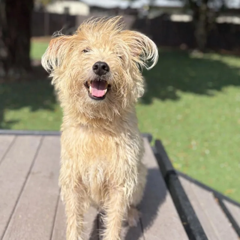 A senior medium-sized male Yellow / Tan / Blond / Fawn Miniature Schnauzer dog named Santiago AKA Rusty for adoption in LOXAHATCHEE, FL