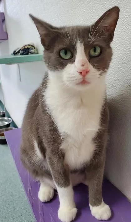 Joyce thumbnail 3
