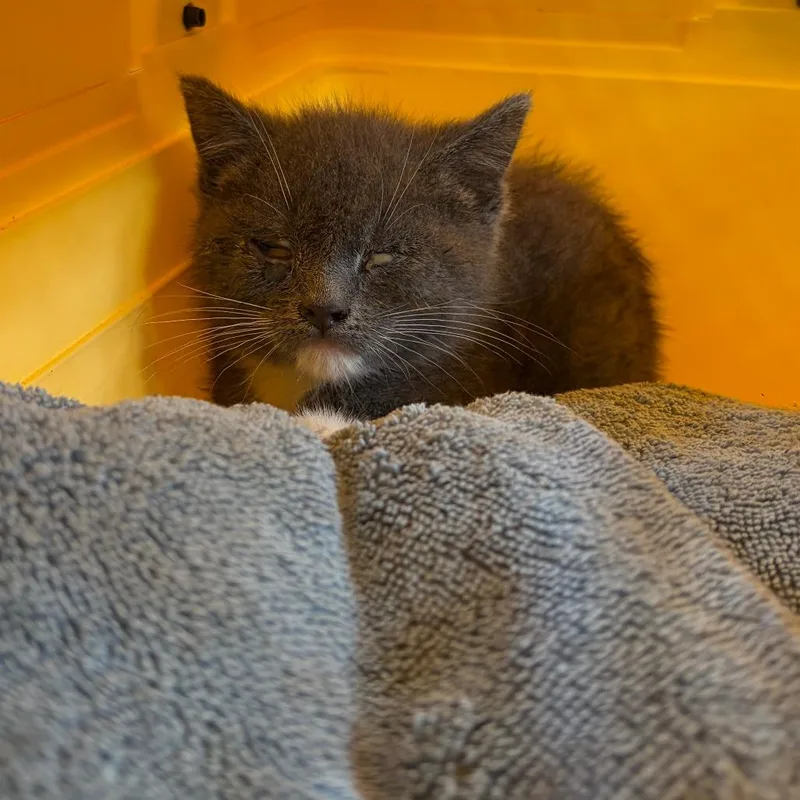 A baby small-sized male Gray / Blue / Silver Domestic Short Hair cat named 71621 for adoption in Harrisonburg, VA