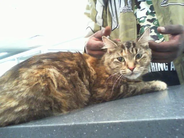 A young large-sized female Domestic Short Hair cat named Clove for adoption in Charlotte, NC