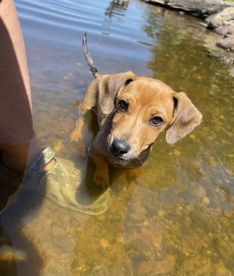 A young small-sized male Dachshund dog named Weezel for adoption in Winter, WI