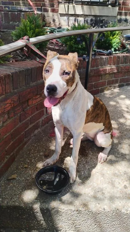 An adult medium-sized female Mixed Breed dog named Kennedy for adoption in West Chester, PA