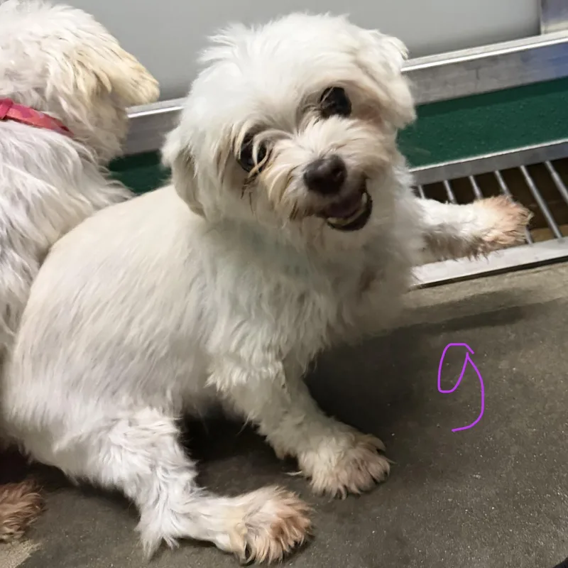 A senior small-sized female Maltese dog named Gemma for adoption in Trenton, MO
