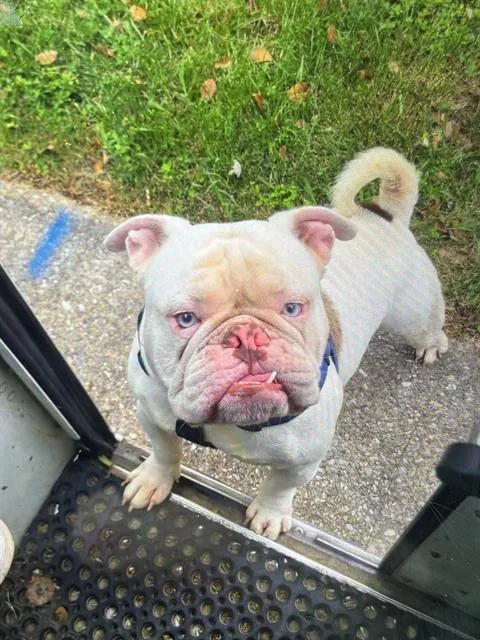 An adult medium-sized male English Bulldog dog named Chonk for adoption in Indianapolis, IN