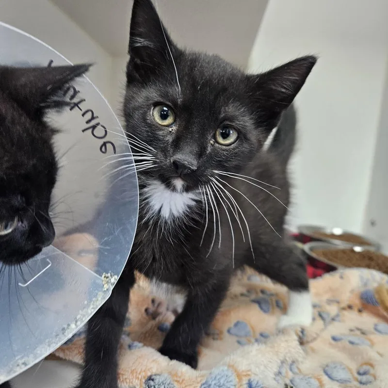 A baby small-sized male Black Domestic Short Hair cat named Soundcloud for adoption in Gainesville, FL