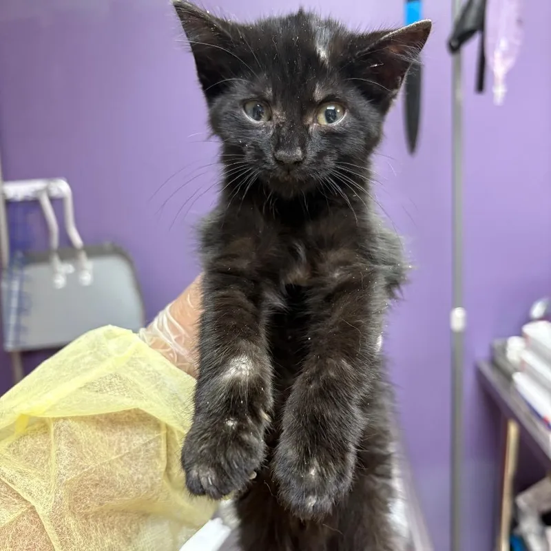 A baby small-sized female Domestic Short Hair cat named Ashanti for adoption in Newark, NJ