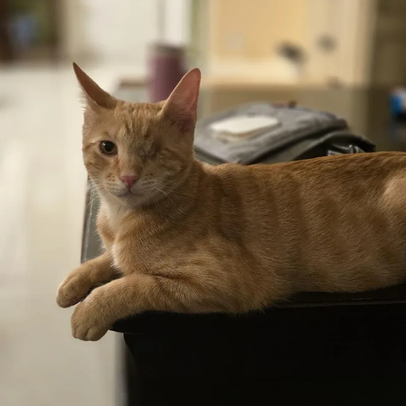 A young large-sized male Domestic Short Hair cat named Dax for adoption in Boston, MA