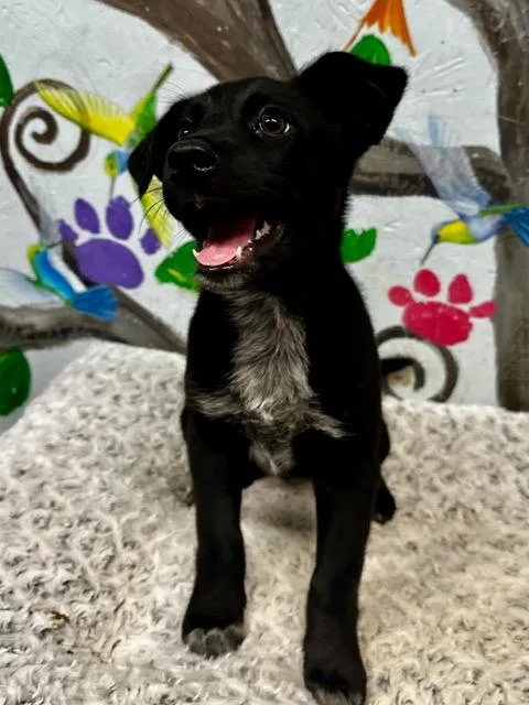 Sky Girl thumbnail 2