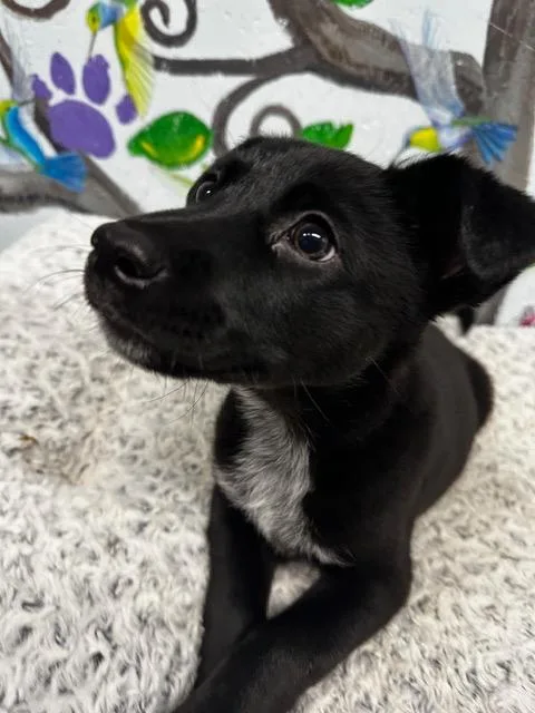 Sky Girl thumbnail 3