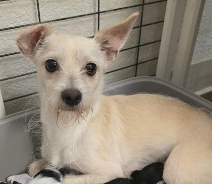 A young small-sized female Miniature Schnauzer dog named Peppa for adoption in Sacramento, CA