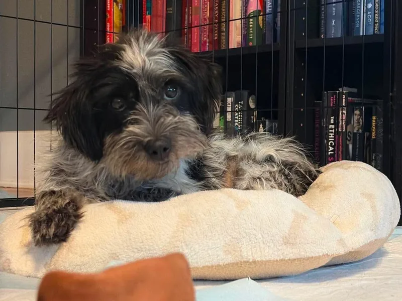 An adult small-sized female Maltese dog named Ember for adoption in Grafton, WI