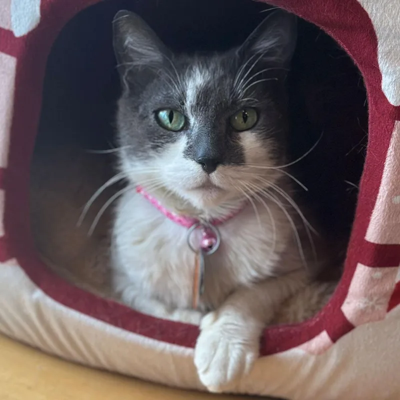 An adult small-sized female Domestic Short Hair cat named Crochet for adoption in Port Washington, NY