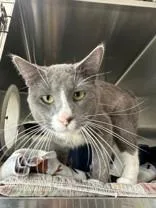 An adult medium-sized male Gray & White Domestic Short Hair cat named Tiffany for adoption in Manitowoc, WI
