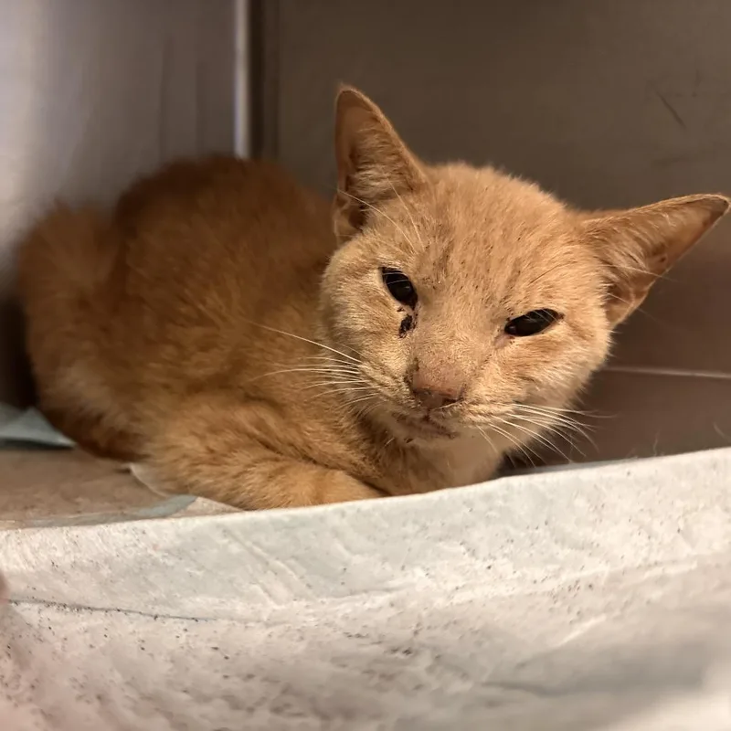 An adult medium-sized male Orange / Red Domestic Short Hair cat named Lj Silver for adoption in Edinburg, TX