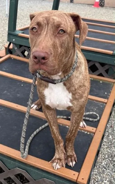 A young large-sized male Labrador Retriever dog named Pumbaa for adoption in Lincolnton, NC