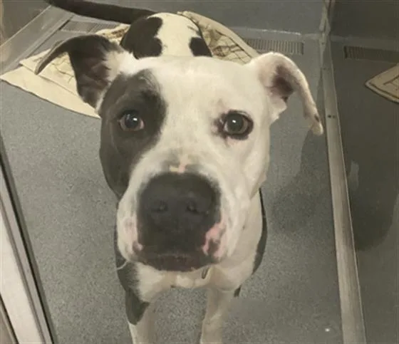 An adult medium-sized female Pit Bull Terrier dog named Sonya Blade for adoption in Indianapolis, IN