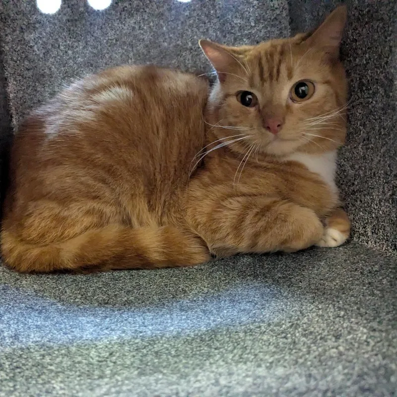 An adult medium-sized male Orange / Red Domestic Short Hair cat named Mayo for adoption in Birmingham, AL