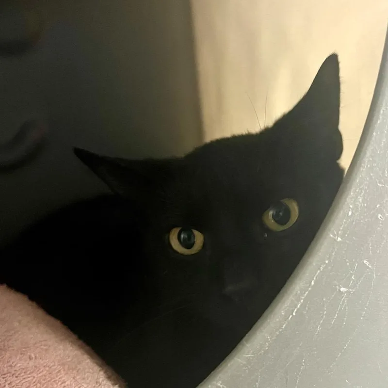 An adult medium-sized female Black Domestic Short Hair cat named Jessica for adoption in Tacoma, WA