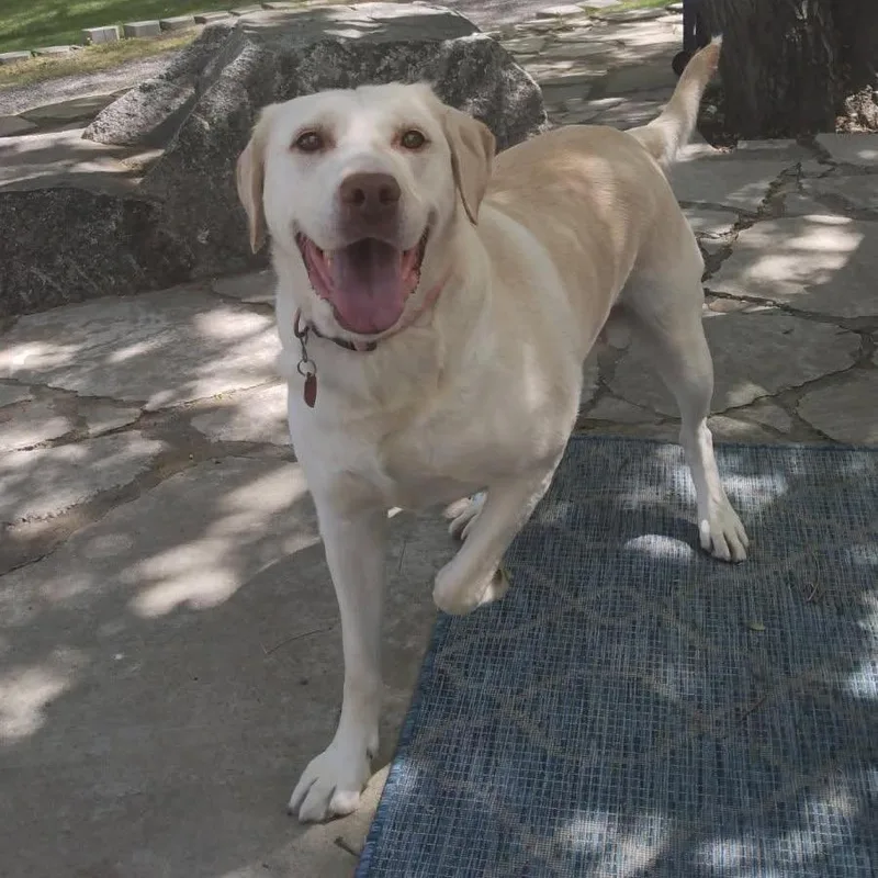 A senior large-sized female Apricot / Beige Golden Retriever dog named Sadie for adoption in West Richland, WA
