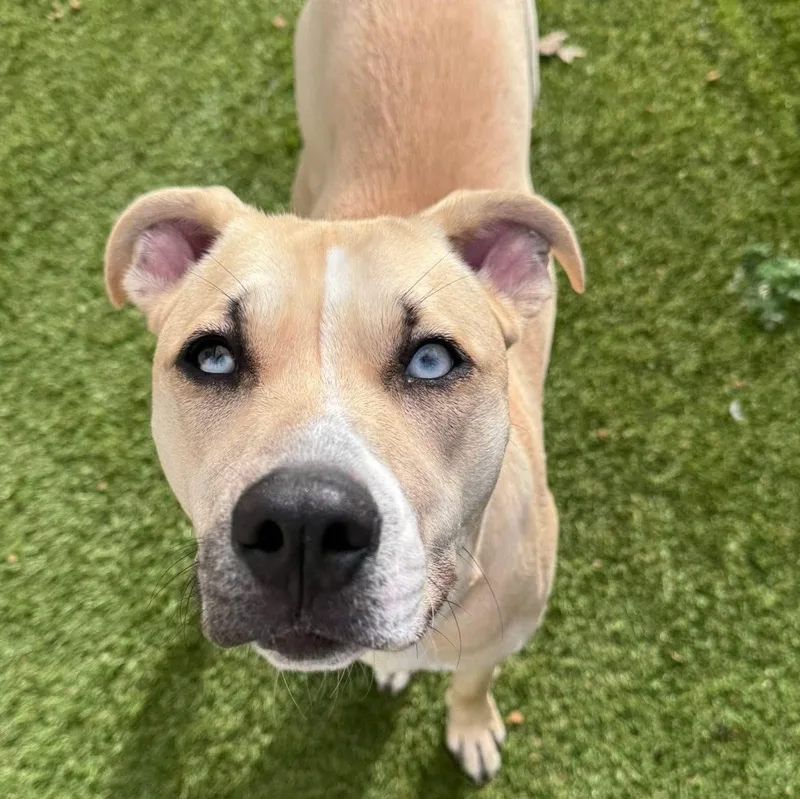 A young medium-sized female Rhodesian Ridgeback dog named Scout for adoption in Krum, TX