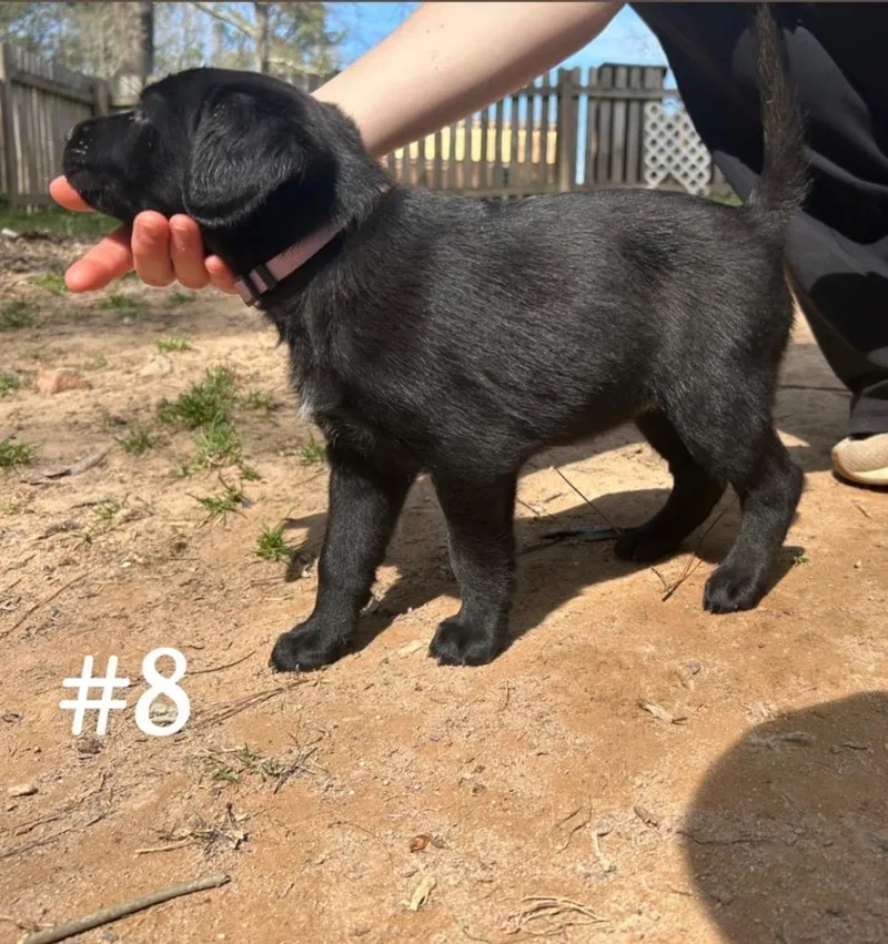 A baby medium-sized female Mixed Breed dog named Ariel for adoption in Sharpsburg, GA