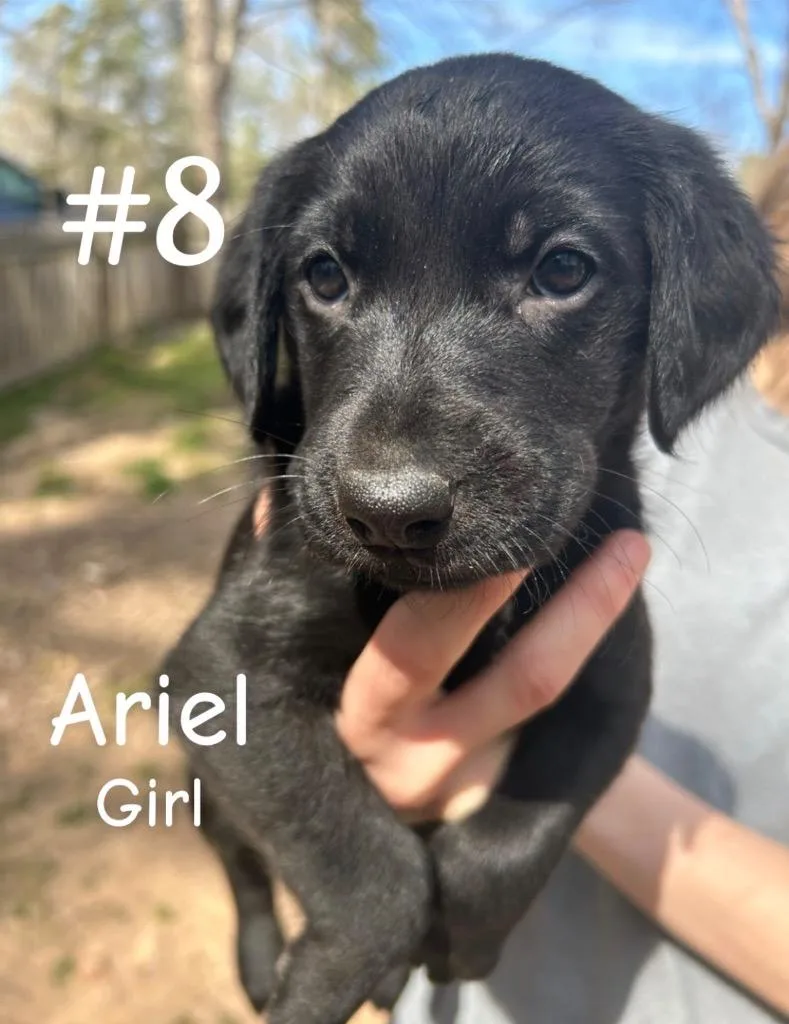 Ariel thumbnail 3