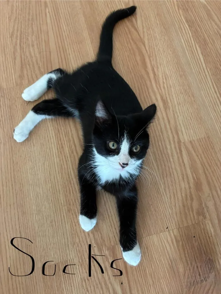 Socks