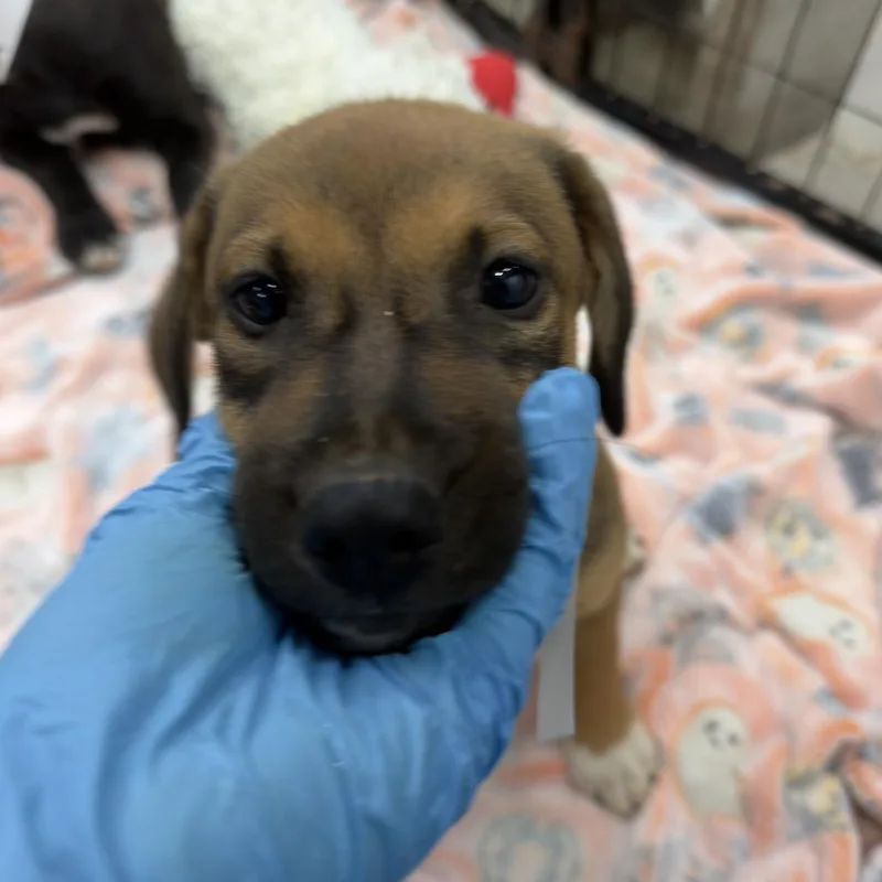 A baby small-sized male Labrador Retriever dog named Frank Ocean for adoption in Birmingham, AL