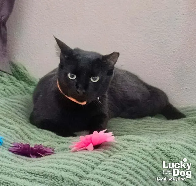 An adult medium-sized female Black Domestic Short Hair cat named Priscilla for adoption in Washington, DC