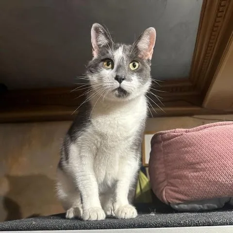 An adult medium-sized male Gray & White Domestic Short Hair cat named Coco for adoption in East Brunswick, NJ