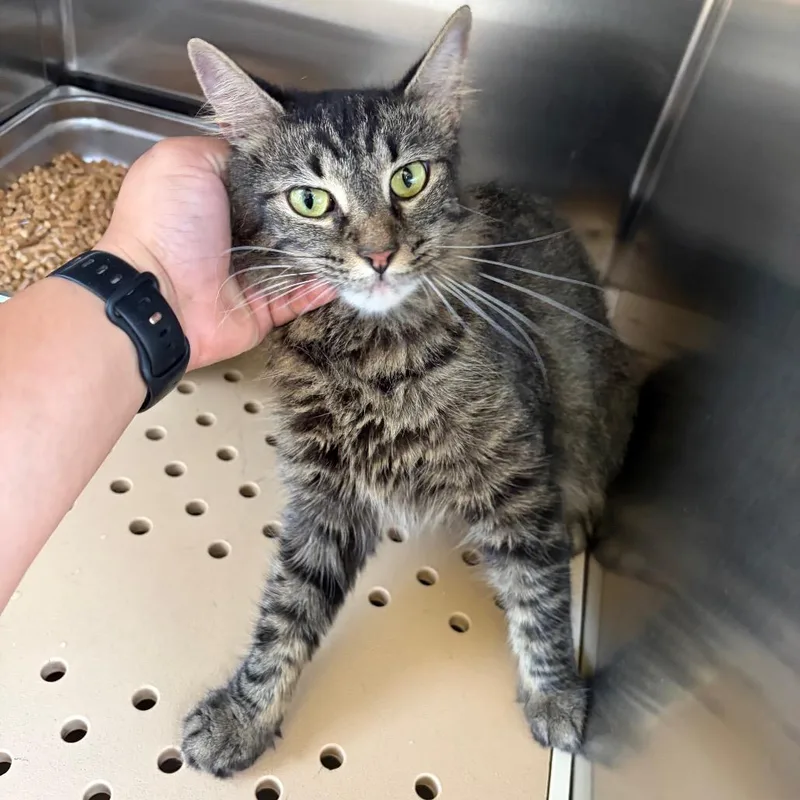 A young medium-sized female Brown / Chocolate Domestic Medium Hair cat named Arya for adoption in Edinburg, TX