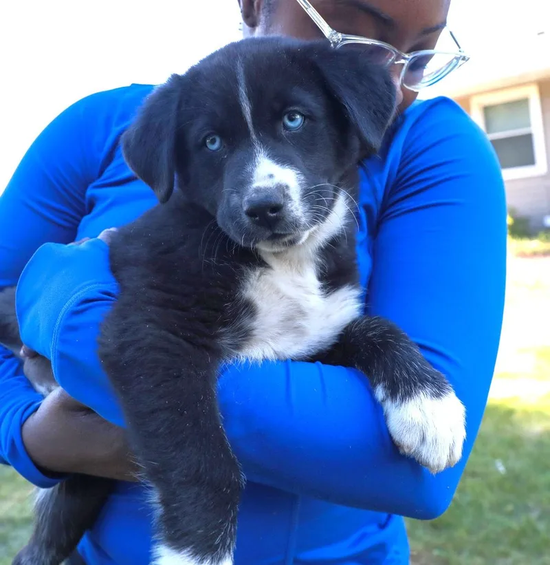 A baby medium-sized male Black Labrador Retriever dog named Flurry for adoption in Minnetrista, MN
