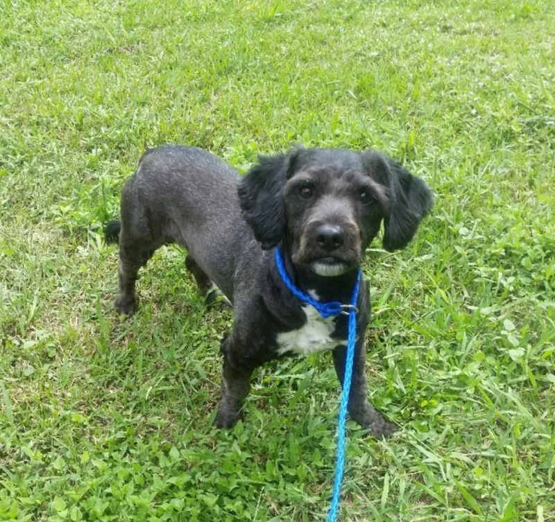 A senior small-sized male Black Cocker Spaniel dog named Lepanto Wat for adoption in Missouri City, TX