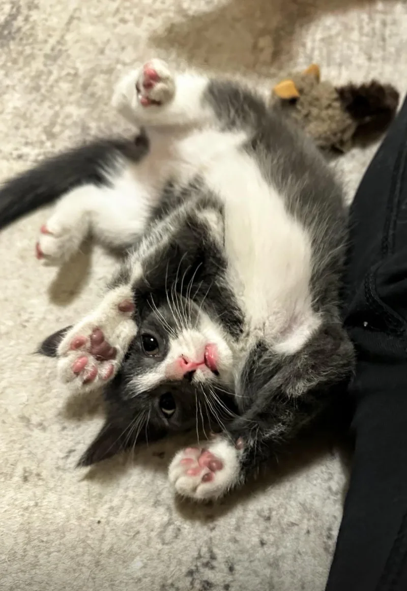 A baby medium-sized female Gray & White Domestic Short Hair cat named Stevie for adoption in Reeseville, WI