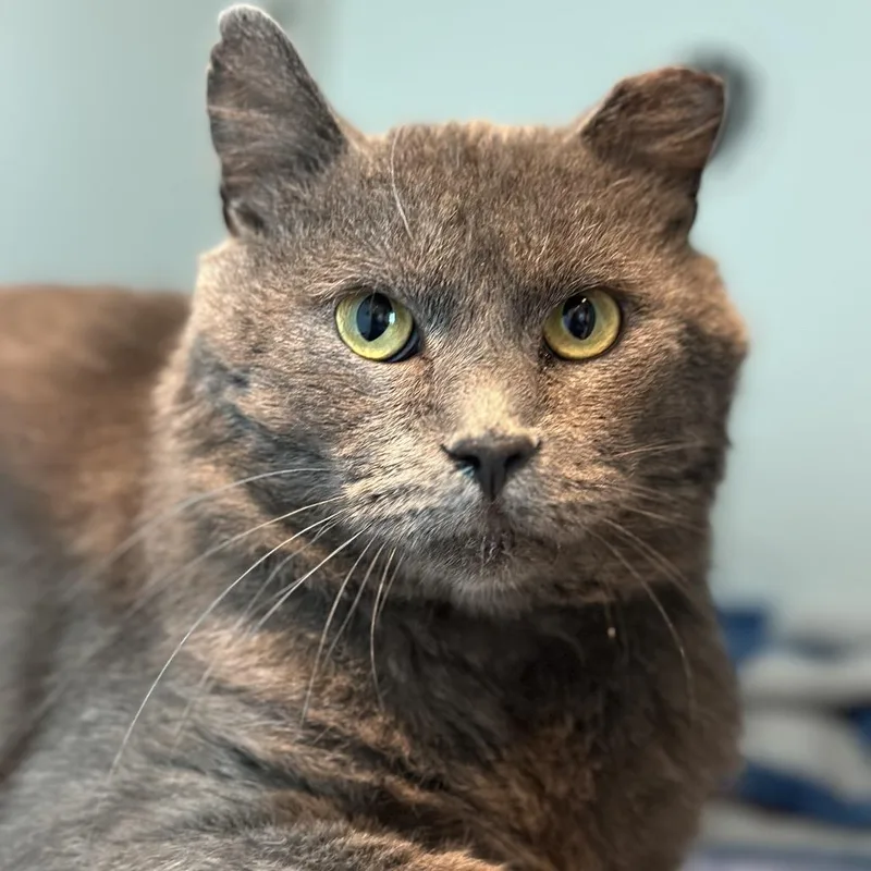 An adult large-sized male Gray / Blue / Silver Domestic Short Hair cat named Matrix for adoption in Matteson, IL
