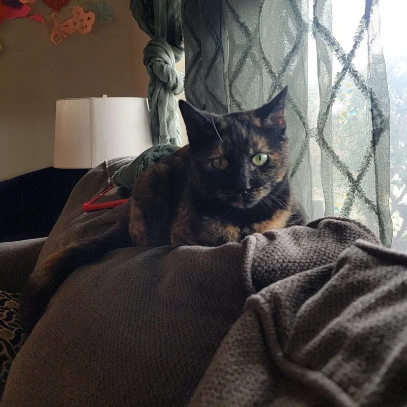 An adult large-sized female Tortoiseshell American Shorthair cat named Hazel Jane Very Sweet for adoption in Austin, TX