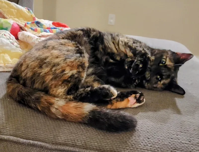 Hazel Jane Very Sweet thumbnail 3